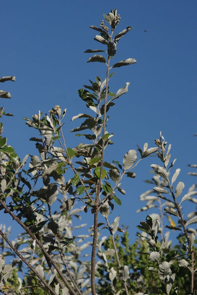 Coastal Silver Oak (Brachylaena discolor): The Hardy Indigenous Windbreak and Shade Tree