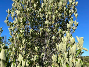 Wild Peach Tree (Kiggelaria africana): The Indigenous Shade Tree and Butterfly Magnet