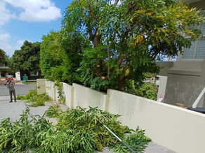 What Does Sustainable Waste Management Look Like in Arboriculture — and Why Should It Matter?