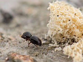 Understanding the Polyphagous Shot Hole Borer: South Africa's Threat from an Invasive Tree Pest