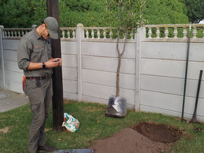 Tree Health Essentials: Soil, Watering & Disease Prevention