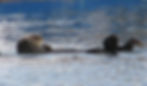 Sea Otter