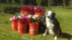 Alaska Peony Growers Association, Bridal Bouquet, Flowers, Florist, Bride and Her Alaska Wedding Peonies