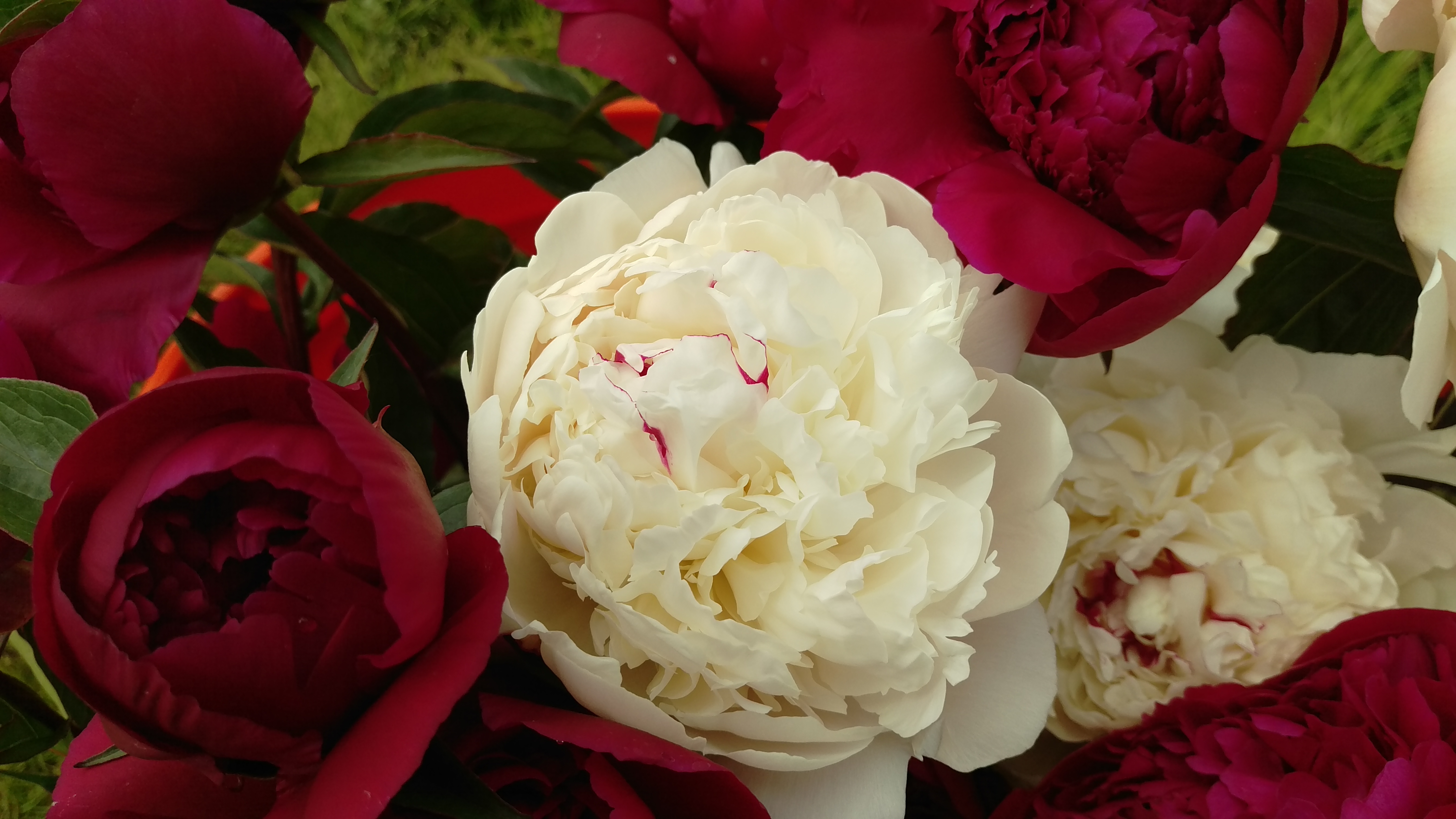 Alaska Peonies Festiva M. and Kansas