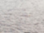 Look Closely. Beluga Whale!