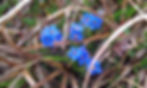 Forget-Me-Not in the Tundra, Nome