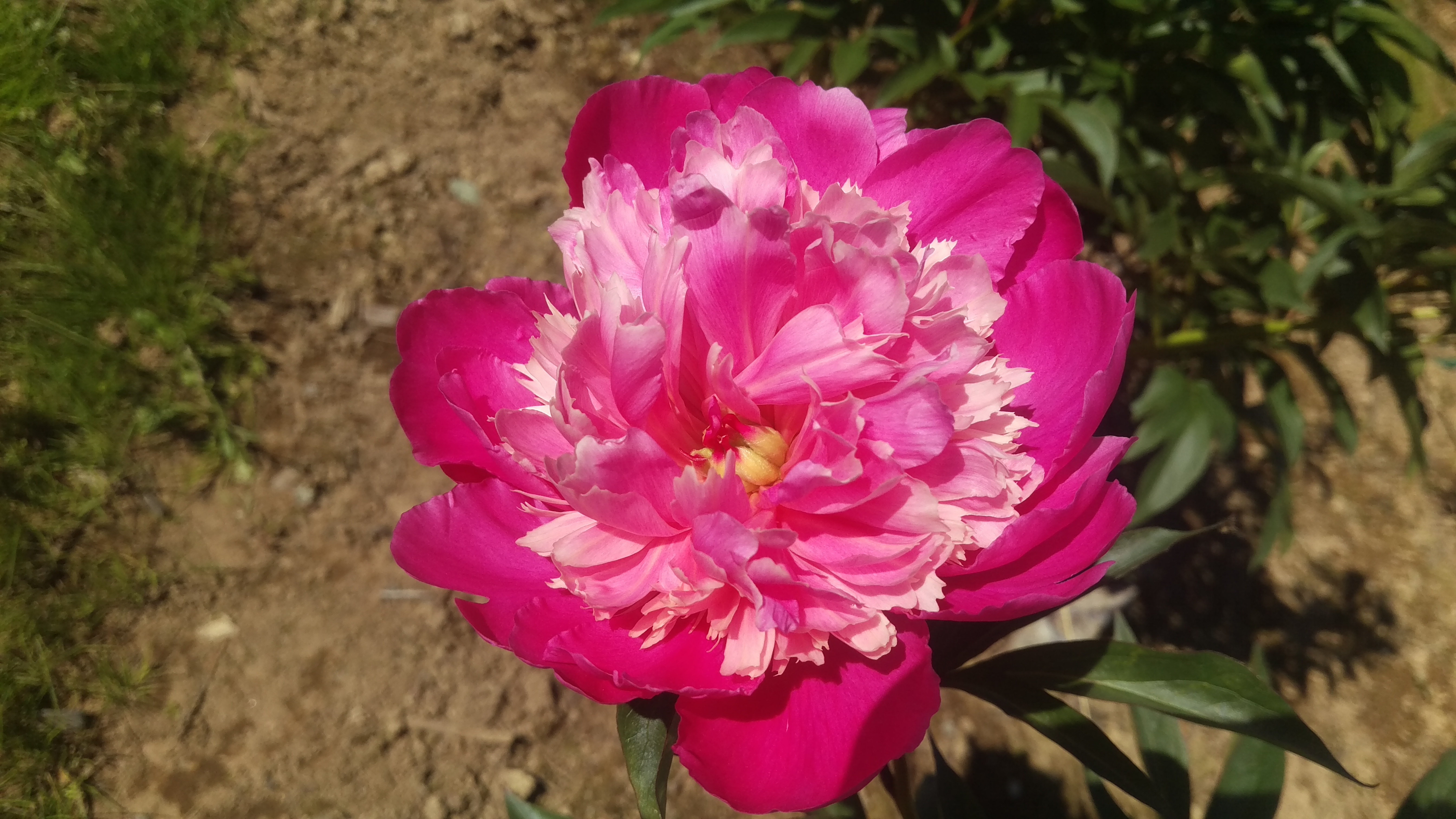 An Alaska Peony Rogue
