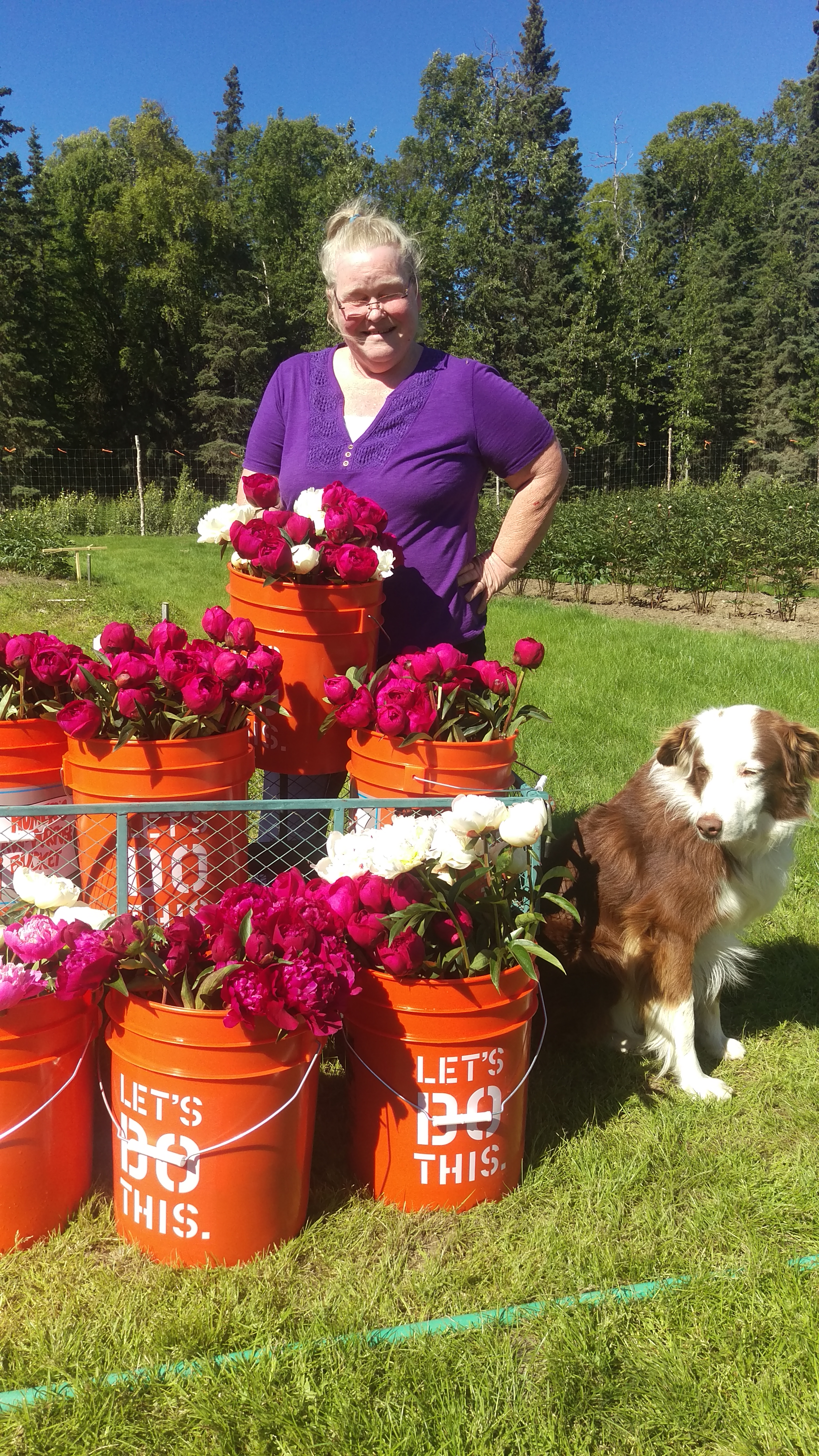 Alaska Peonies for the Farmers Mkt.