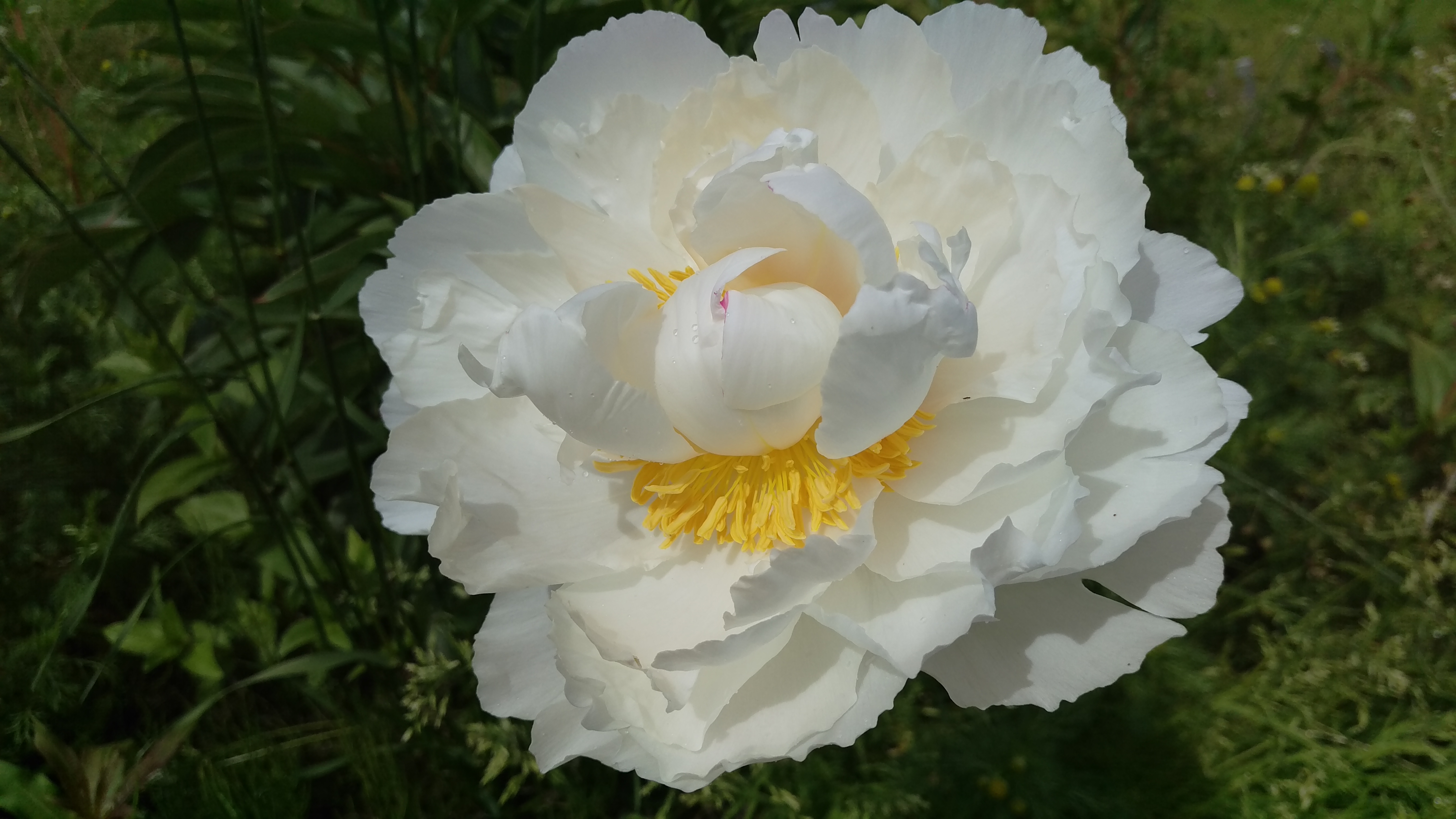 Another Alaska Peony Bowl of Cream