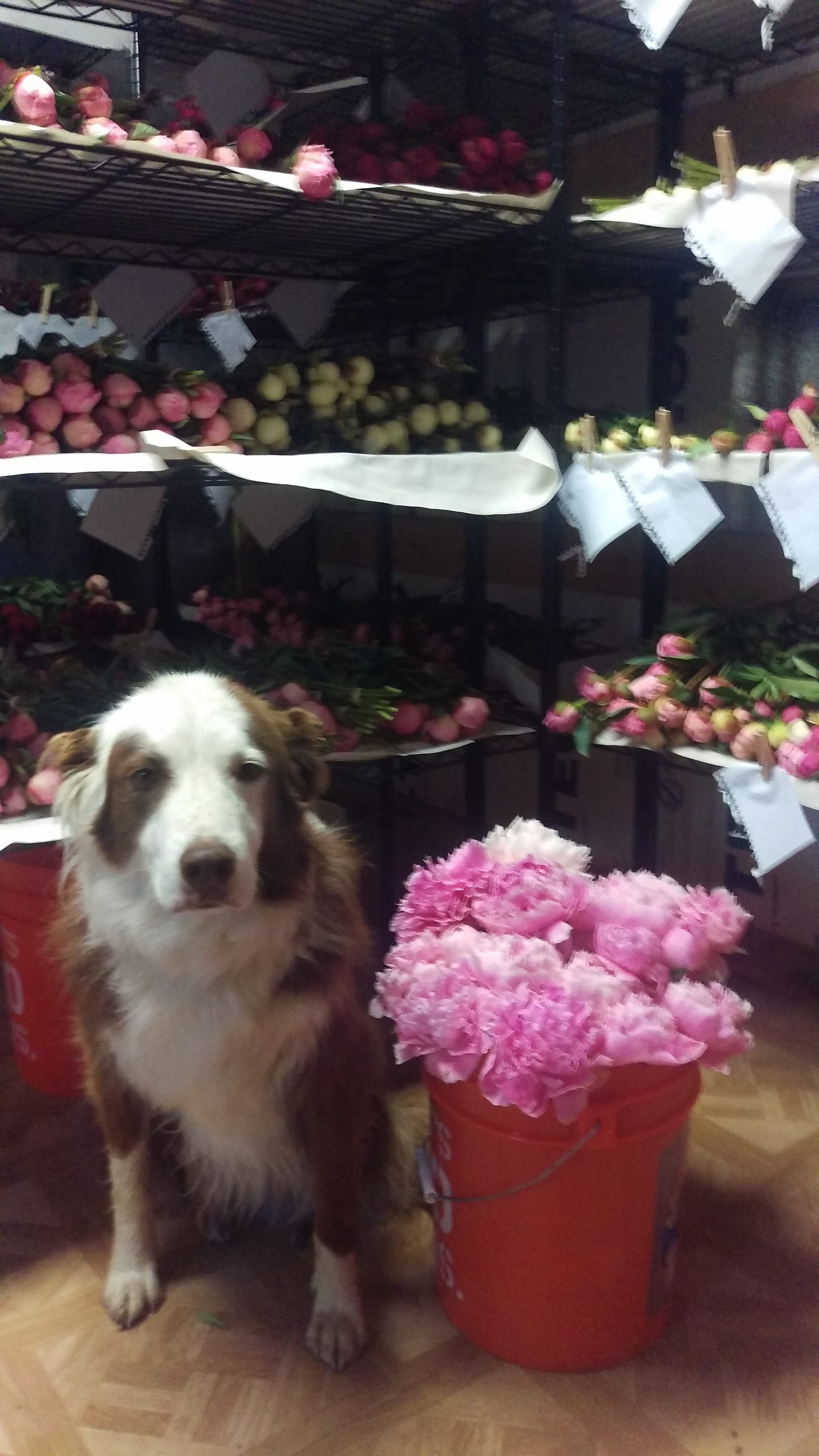 Jake the Farm Dog and Sarahs