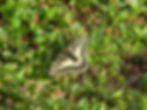 Tundra Swallowtail