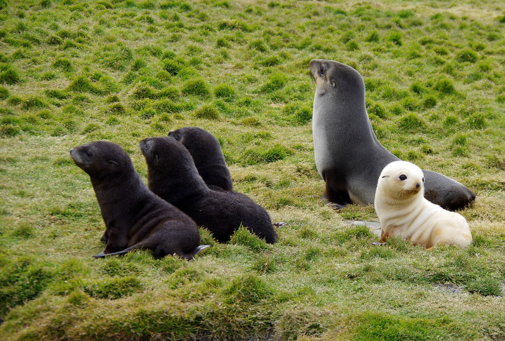 _IMG4817 fur seals with white morph