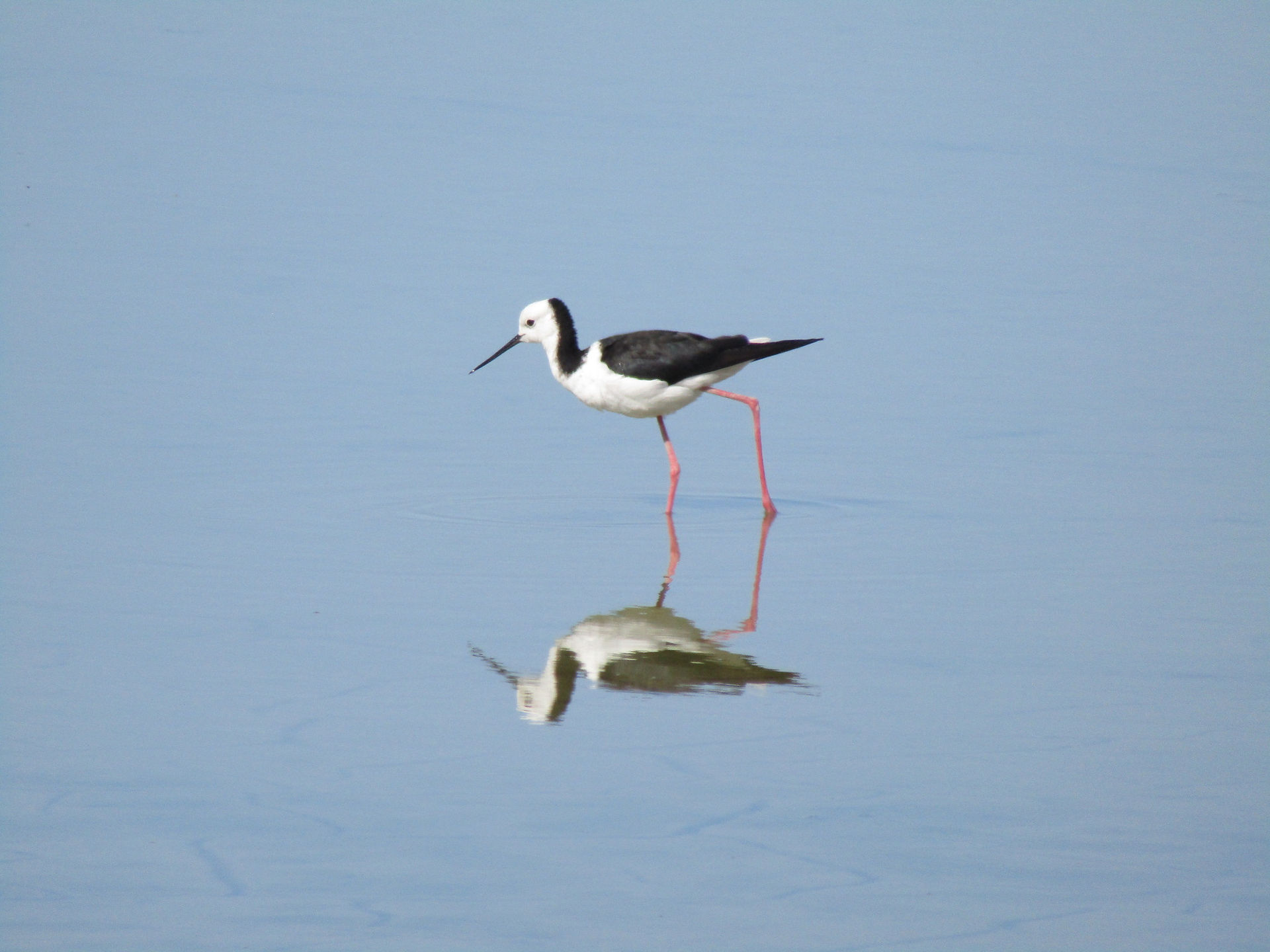 IMG_5422 Pied Stilt (Poaka)