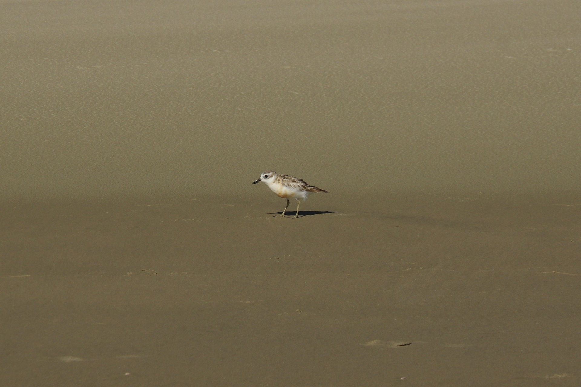 IMGP8144 New Zealand Dotterel (Tuturiwha
