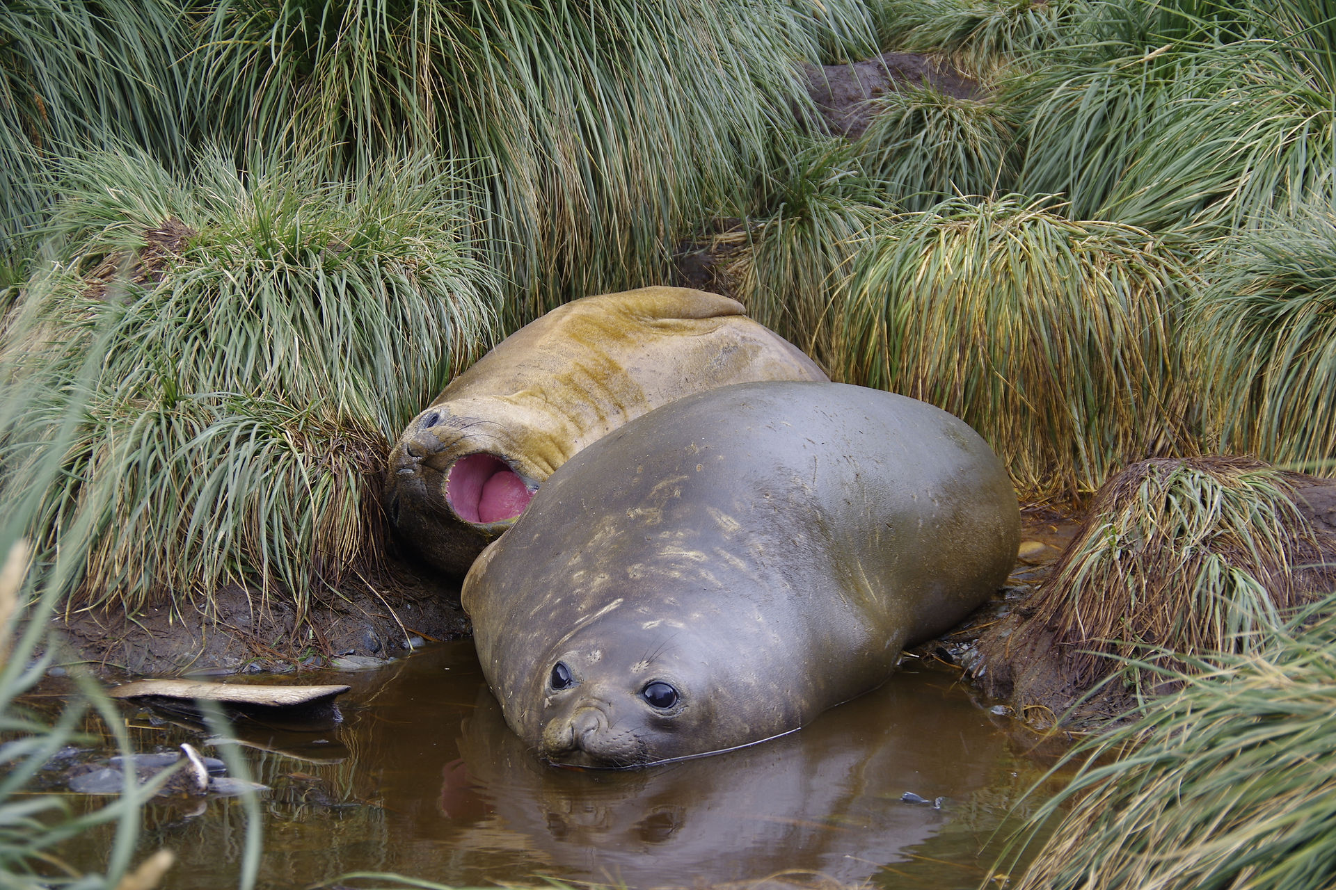 20190127-Page-ELephant seal Godtul