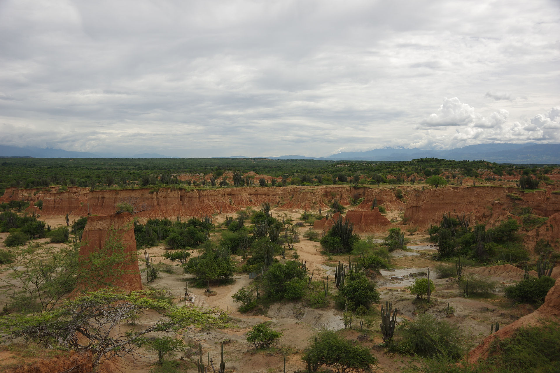 IMGP7981