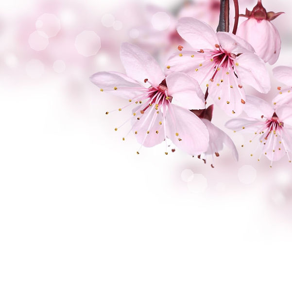 sakura couleur inversion.jpg