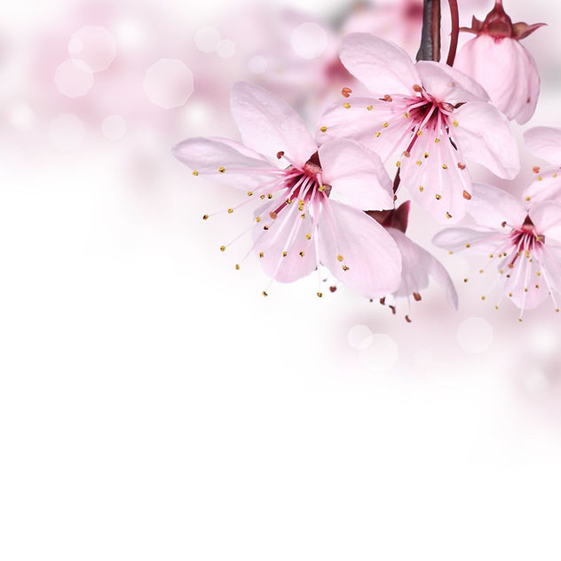 sakura couleur inversion.jpg