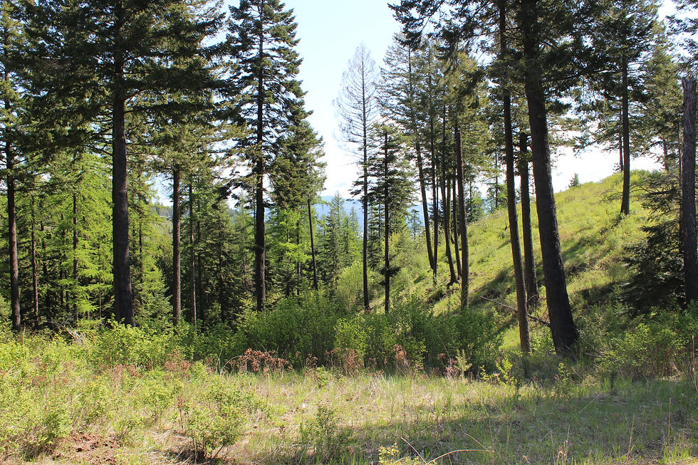 Lot 253 Gypsum Ct. - $55 K