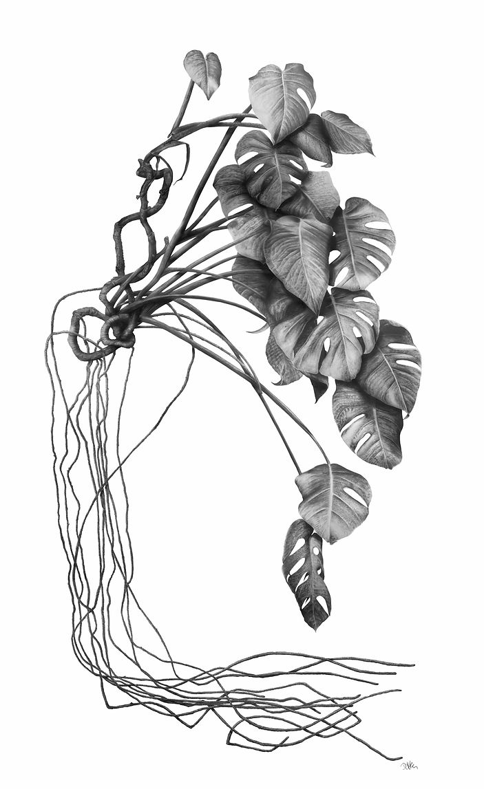 Zeichnung_Monstera_low.jpg
