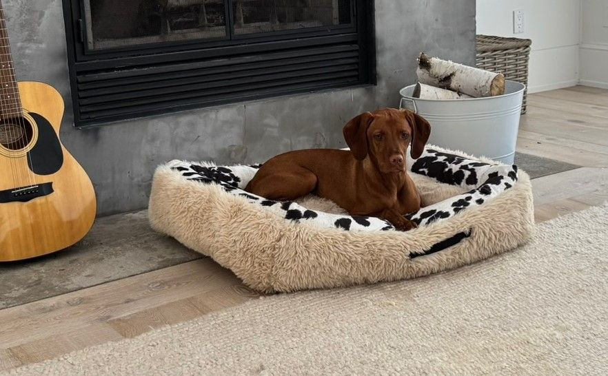 Cozy Cowhide Cuddle Bed