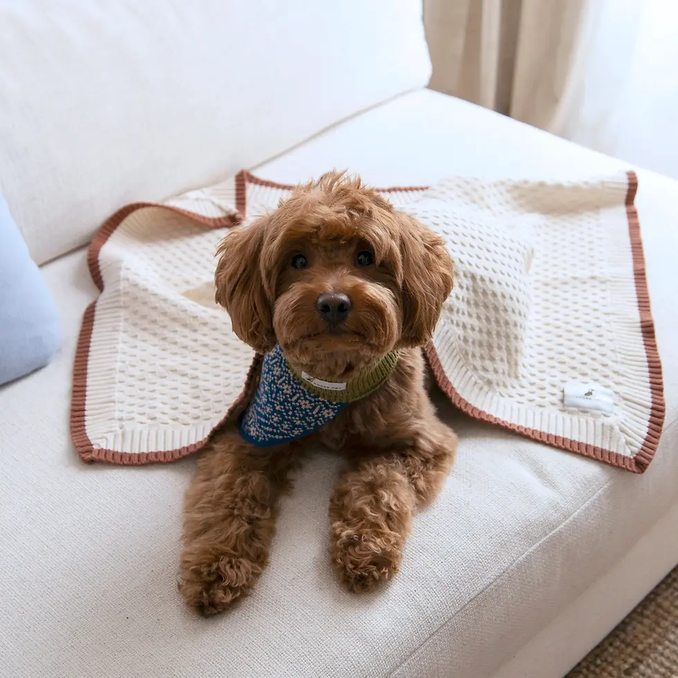 Thumbnail: Cory Organic Cotton Pet Blanket – Lightweight & Hypoallergenic