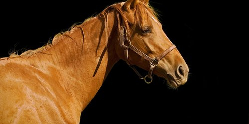 Horse Behaviour and Training Workshop Day 1 with Justine Harrison