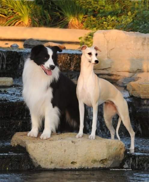 british shorthair cat silver