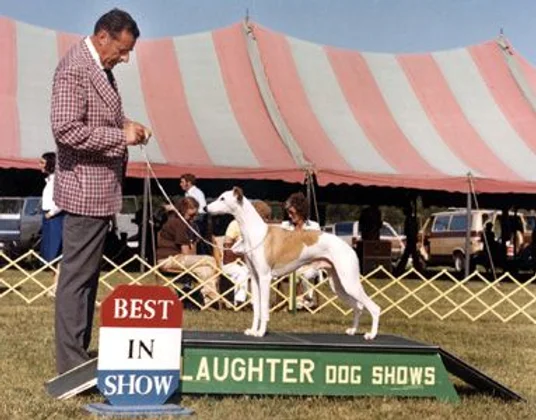 sporting fields whippets