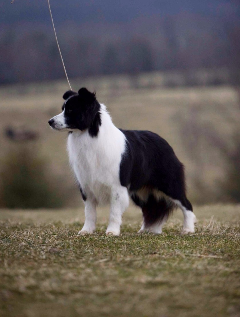 Sporting Field Whippets, Border Collies, & Maine Coons Florida, USA