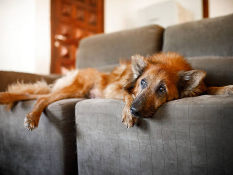 Dogma-Tism The Latest Lifestyle Craze, Woof, Woof!
