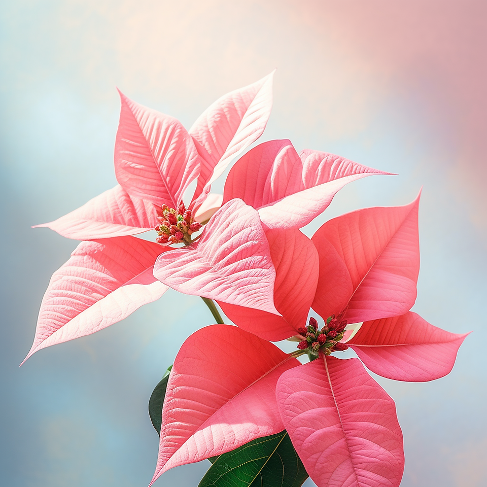 Ponsettia o flor de nochebuena en color rosa.