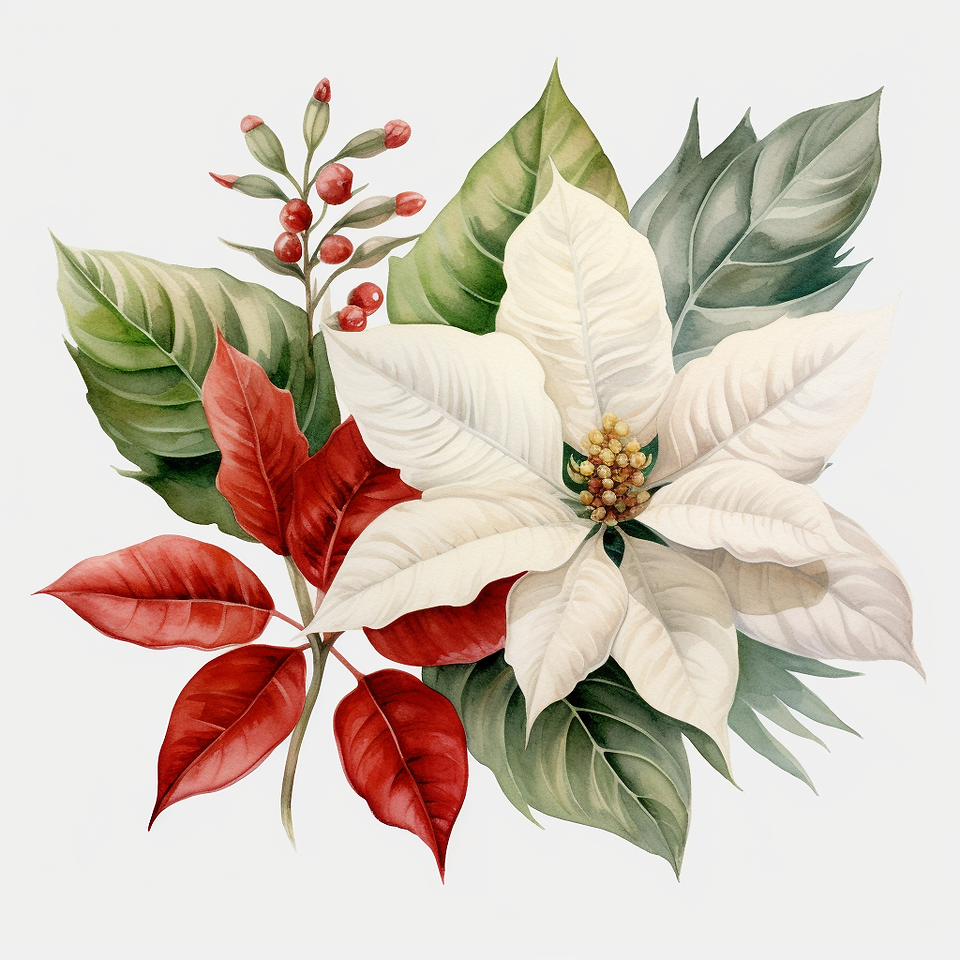 Poinsettia o flor de nochebuena en color blanco.