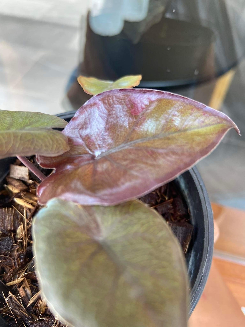 Thumbnail: Alocasia serendipity var 