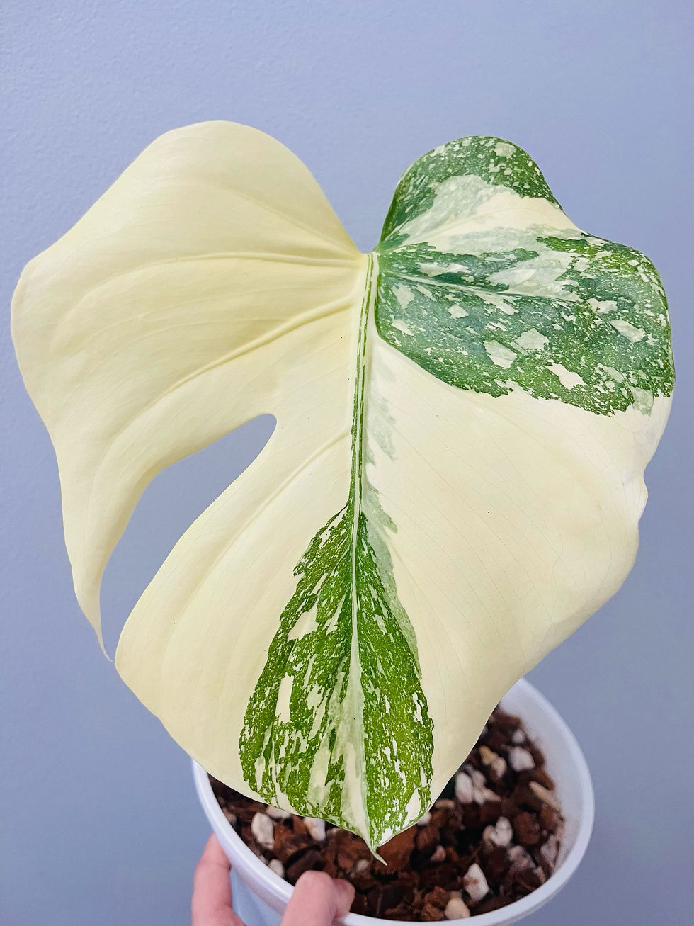 Thumbnail: 特級美斑泰斑龜 Monstera ThaiCon (crème brûlée )