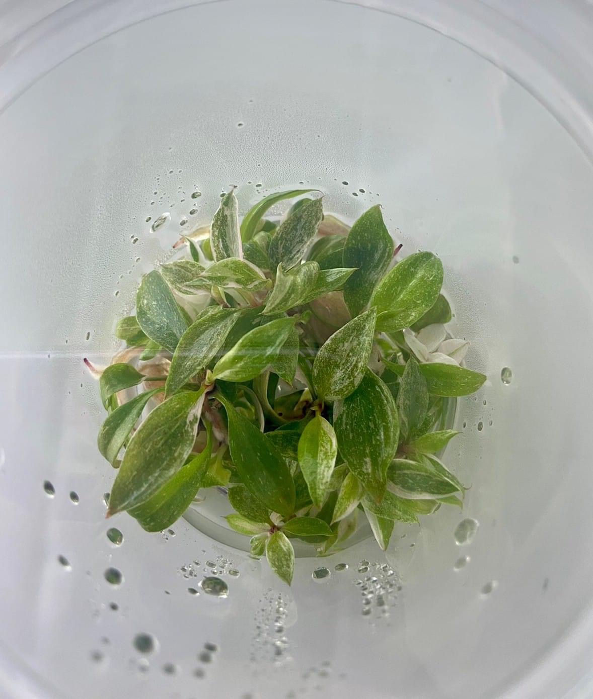 Philodendron ring or fire var. 斑葉火之戒蔓綠絨
