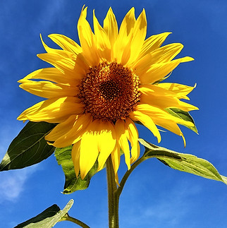 sunflower-3588378.jpg