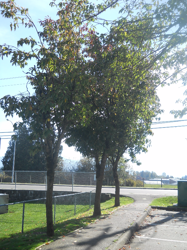 Trees