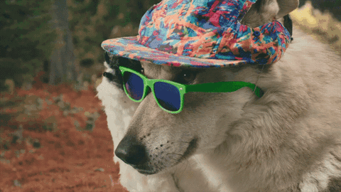dog.gif