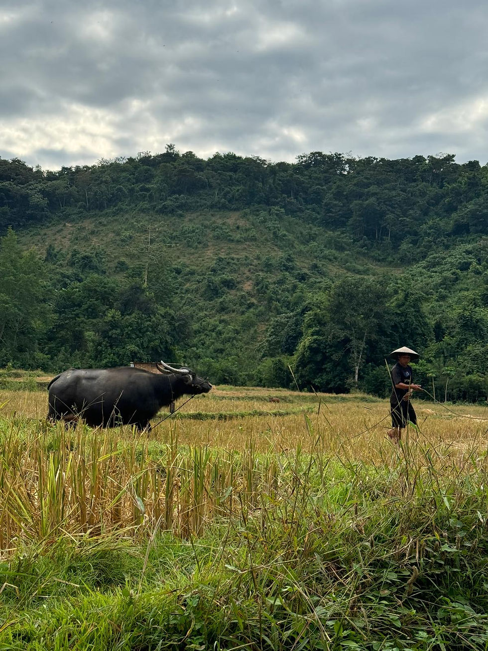 Buffalo Laotien