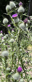 Thistles5.JPG