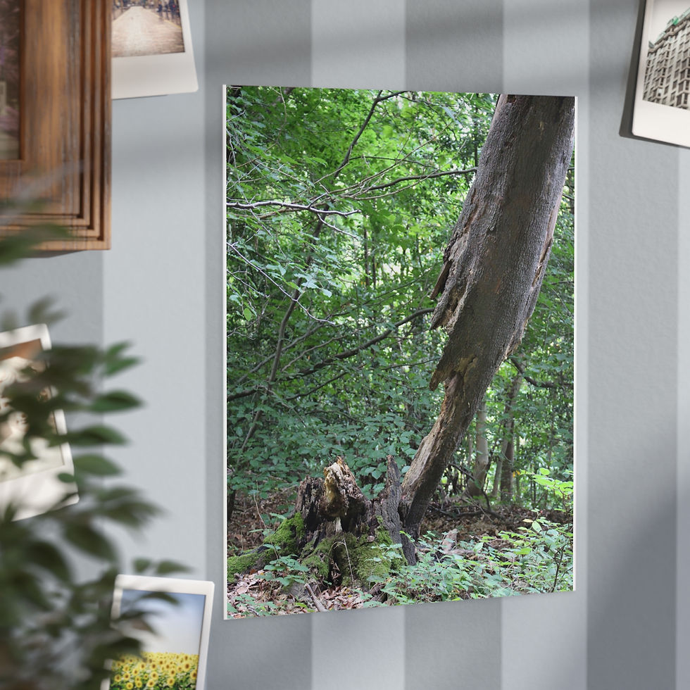 Thumbnail: Falling Tree Unframed Prints