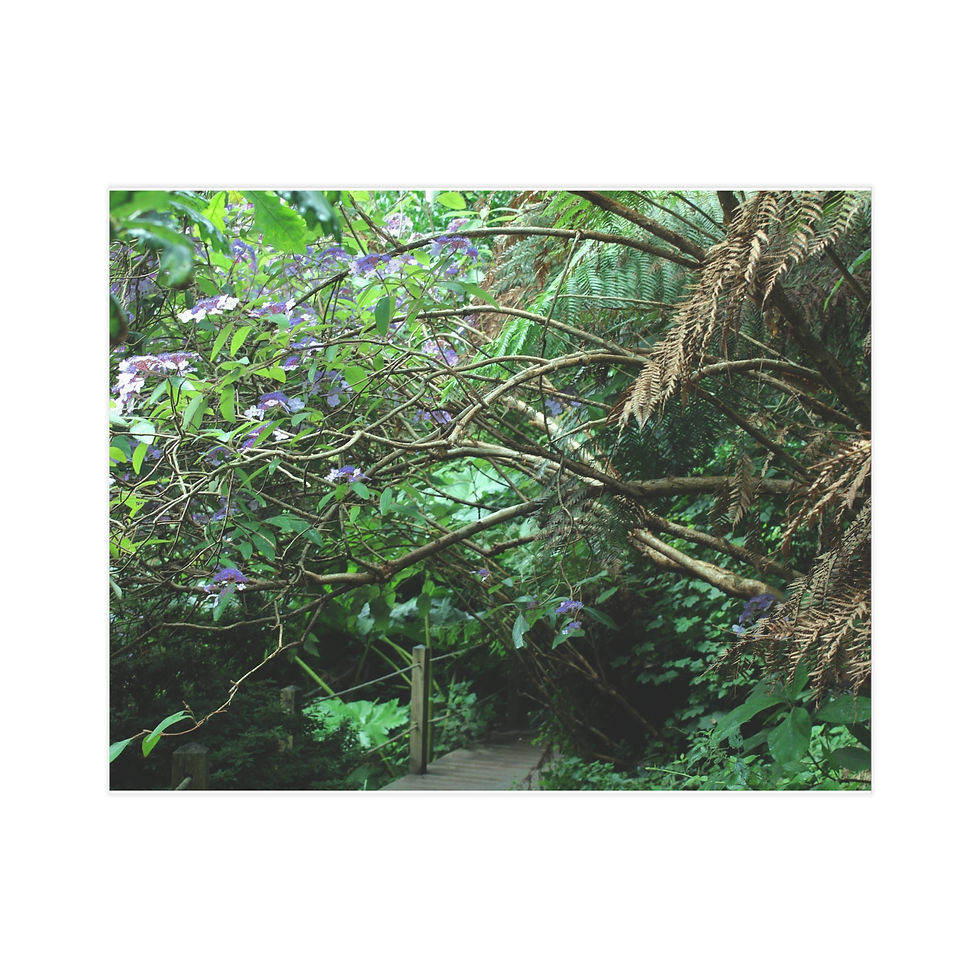 Thumbnail: Botanical Unframed Prints