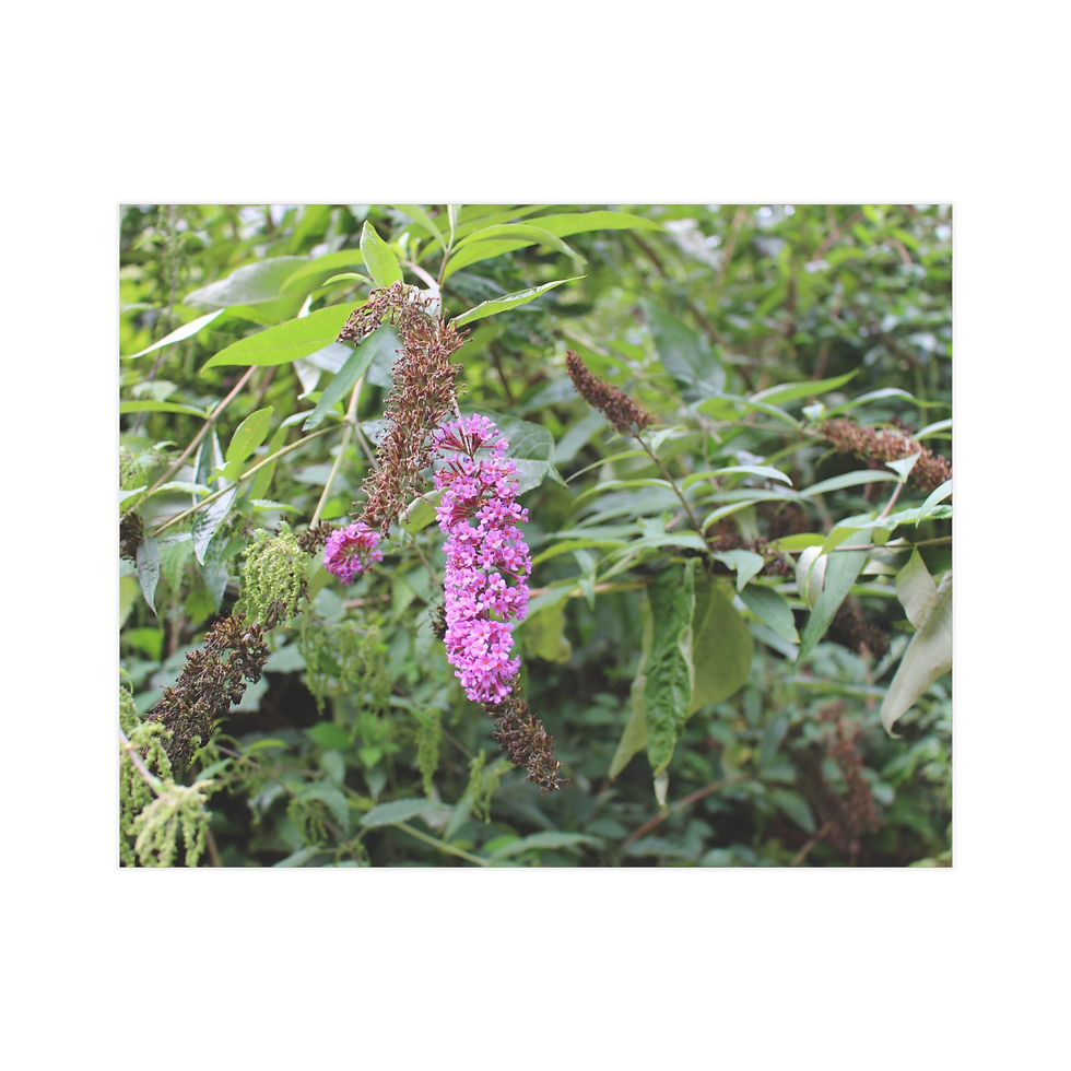 Thumbnail: Purple Buddlea Unframed Prints