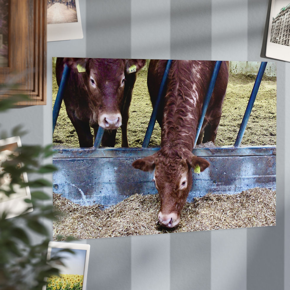 Thumbnail: Rustic Cows Unframed Print