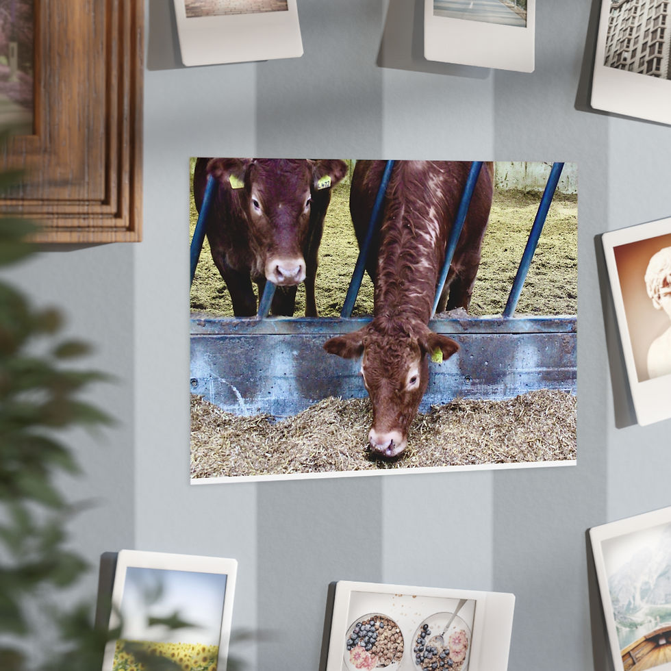 Thumbnail: Rustic Cows Unframed Print