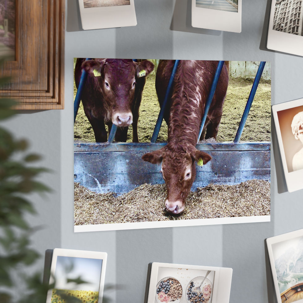 Thumbnail: Rustic Cows Unframed Print