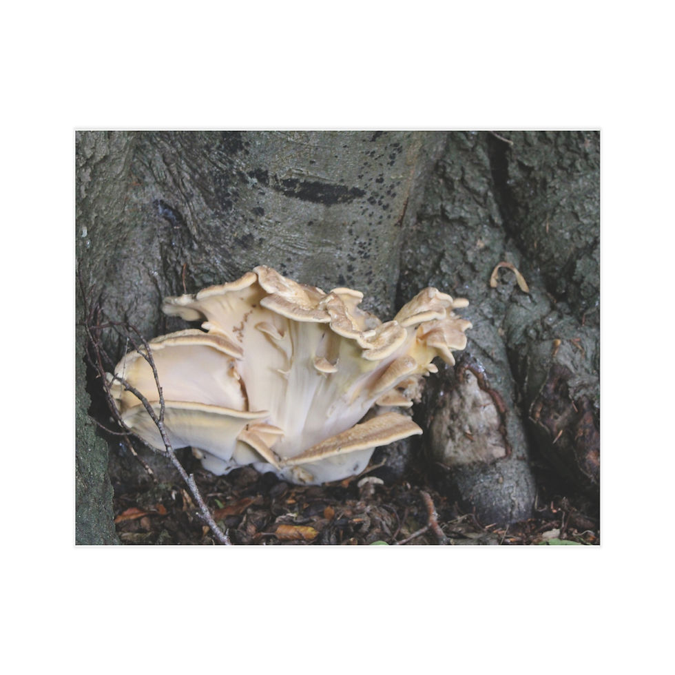 Thumbnail: Mushroom Tree Root Unframed Prints