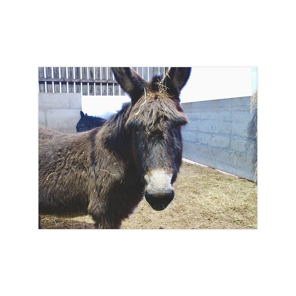 Thumbnail: Rustic Donkey Unframed Prints