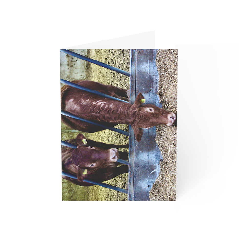 Thumbnail: Rustic Cows Greeting Cards